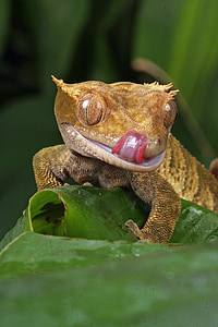macro photography of brown reptile on leaf thumbnail