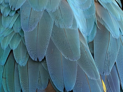 close up photo of feather thumbnail