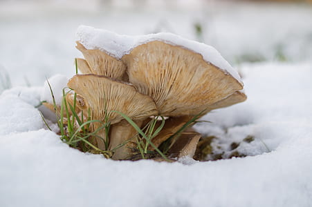 beige fungi covered in snow thumbnail