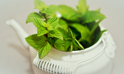 green in door plant on top of steel kettle thumbnail