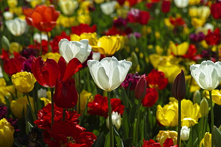 white, red, and yellow flower field thumbnail