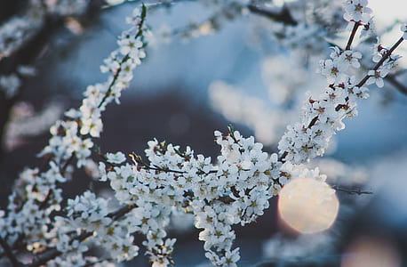 white flowers thumbnail