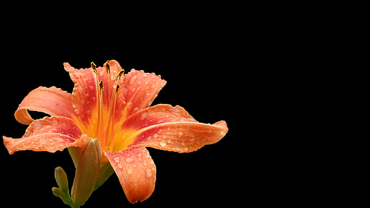 orange lily flower in bloom thumbnail