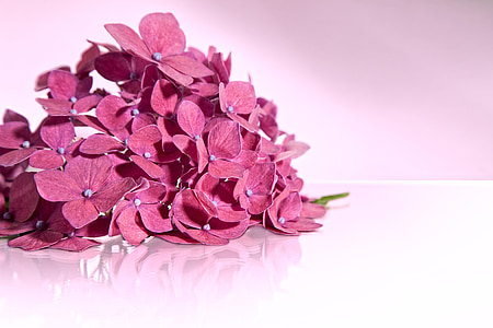 pink petaled flowers thumbnail