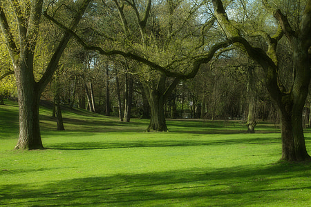 trees surrounded by grass thumbnail