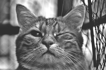 grayscale photo of tabby cat winking left eye thumbnail