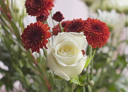flowers, petals, valentines day, white rose thumbnail