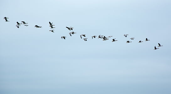 low angle photography of silhouette of flock of birds flying under the sky thumbnail