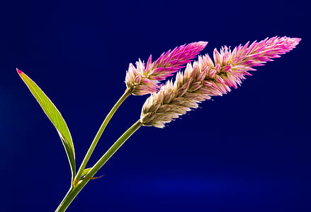 Pink Yellow and Green Flower thumbnail