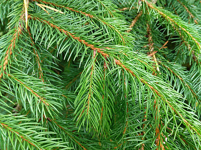 Christmas Tree, Closeup thumbnail