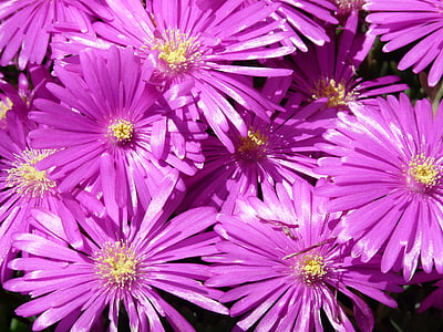purle petaled flowers close up photo thumbnail