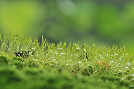 macro photography of green grass thumbnail