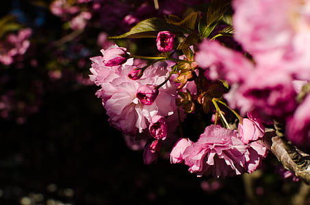 selective focus photo of pink petaled flowers at dayttime thumbnail