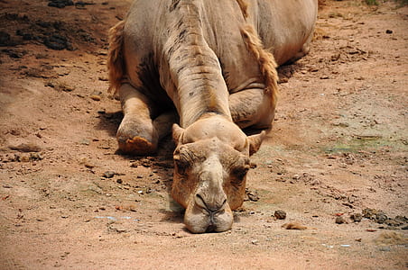 camel lying on ground thumbnail