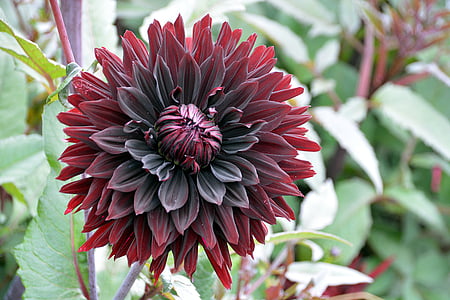 closeup photography of red dahlia flower thumbnail