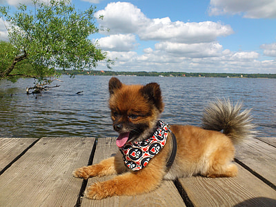 red and tan Pomeranian Spitz thumbnail