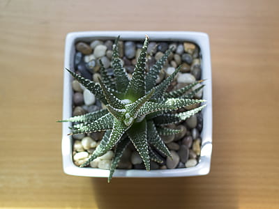 green leafed plant on table thumbnail