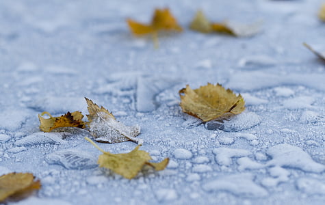 macro photography of fallen brown leaves thumbnail
