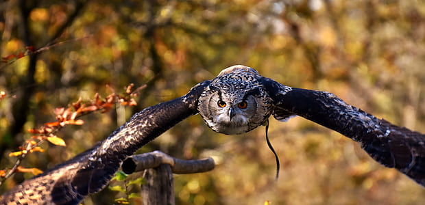selective focus photo of flying owl thumbnail