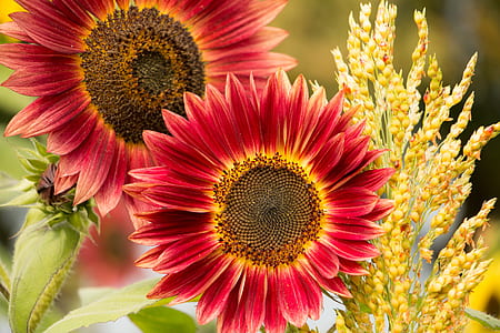 closeup photo of red sunflowers and yellow wheat thumbnail