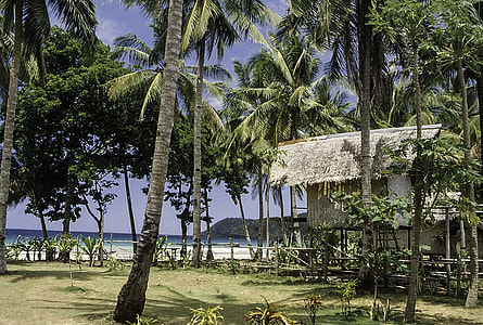 Hut surrounded by Tropical Palm Trees in the Philippines thumbnail