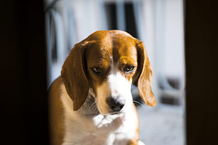 adult English beagle thumbnail
