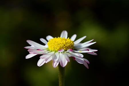 white flower with yellow pollen thumbnail
