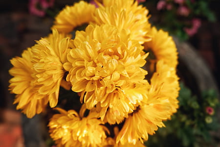 selective focus photo of yellow clustered petaled flower thumbnail