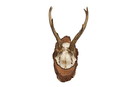 brown and white antler trophy thumbnail