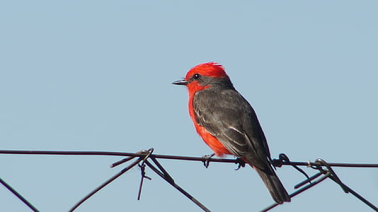red and gray bird on gray wirelink fence during daytime thumbnail
