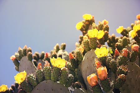 blossoming green prickly pear cacti thumbnail