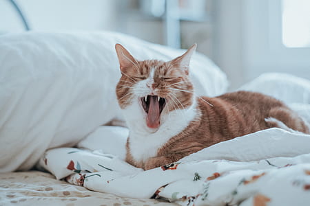 orange and white tabby cat yawning on top of table thumbnail