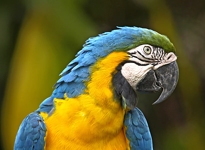 focus photo of blue-throated macaw thumbnail