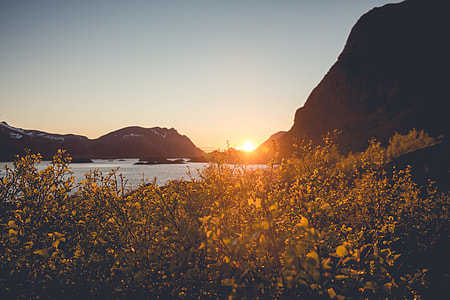 green leafed plants in front of mountain ranges thumbnail
