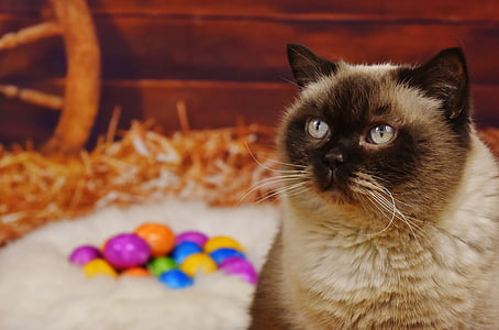 selective focus photography of Himalayan cat thumbnail