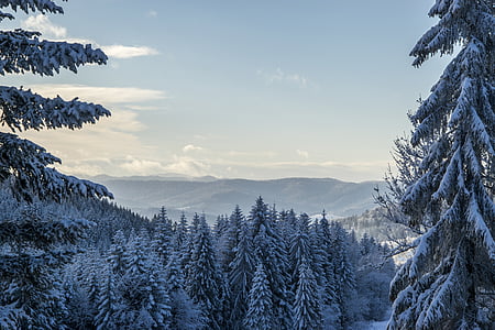 trees covered with snow under blue and gray sky during daytime thumbnail