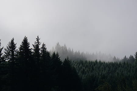 green pine trees covered with fog thumbnail