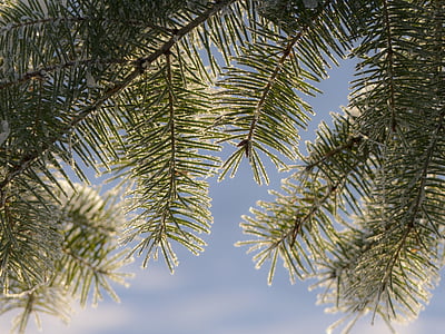 green palm tree thumbnail