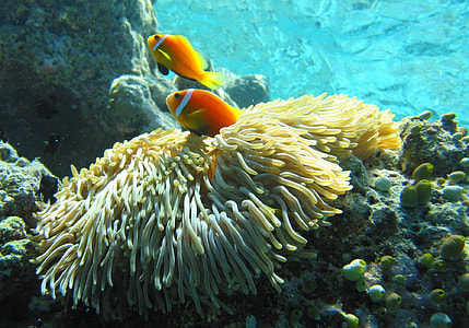 Maldive anemonefish - Amphiprion nigripes thumbnail
