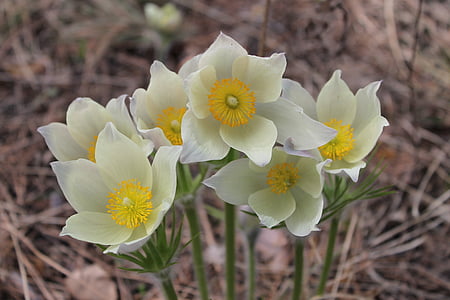 white flowers planted on groun thumbnail
