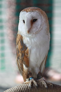 brown and white owl photography thumbnail