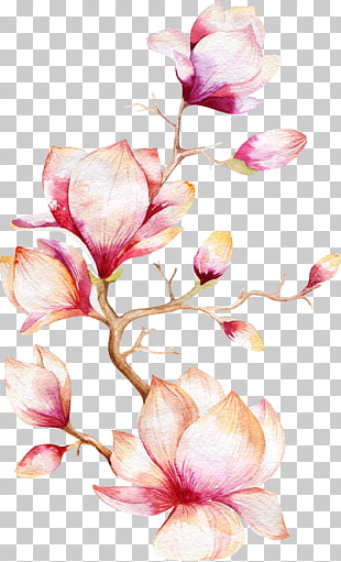 Watercolor painting Magnolia Flower, Orchid Tree, pink flowers illustrationb PNG clipart