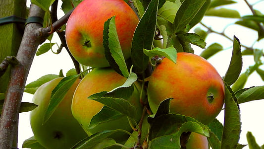 close up four apples thumbnail