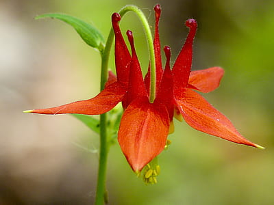 selective focus photography of red petaled flower plant thumbnail