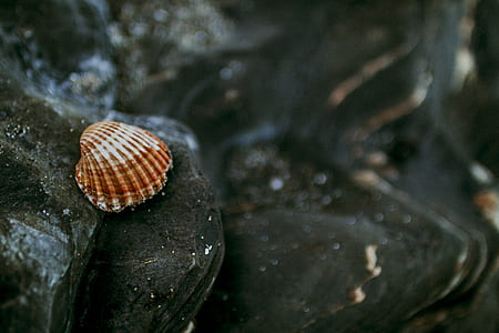 Shallow Focus of White and Brown Shell thumbnail
