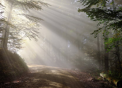 forest pathway with sunlight photography thumbnail