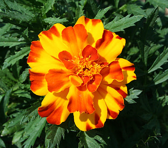 photo of orange petaled flower thumbnail