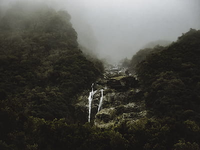 Green Forest thumbnail