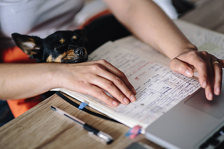 Woman working on her laptop with her dog thumbnail