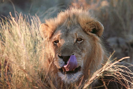 brown lion besides brown grass field at daytime thumbnail
